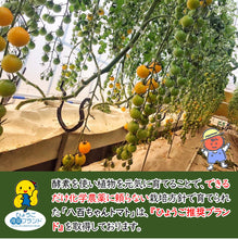 画像をギャラリービューアに読み込む, イエローミニトマトのトマトジュース 1000ml