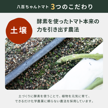 画像をギャラリービューアに読み込む, 【人気No.1】パスタソース ガーリック味 340g