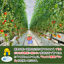 画像をギャラリービューアに読み込む, 中玉トマトのトマトジュース　500ml
