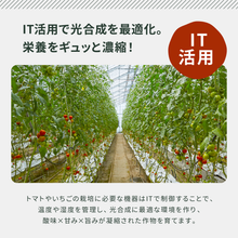 画像をギャラリービューアに読み込む, 【ひょうご推奨ブランド】八百ちゃんトマト（大玉）1kg
