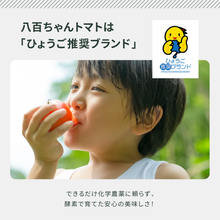 画像をギャラリービューアに読み込む, 【ひょうご推奨ブランド】八百ちゃんトマト（大玉）1kg
